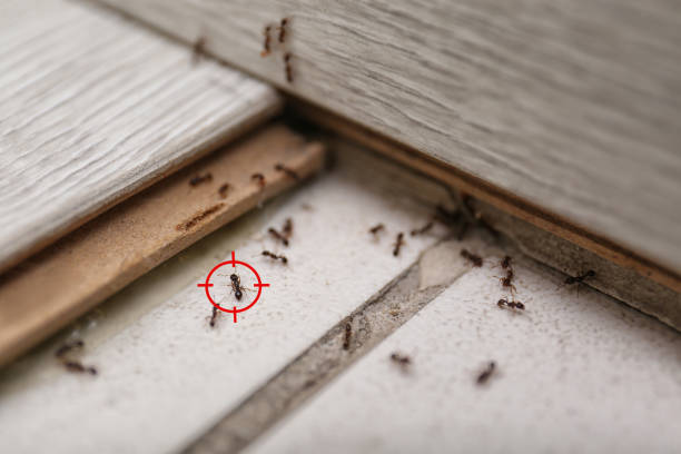 Best Local Pest Control Services  in Exton, PA